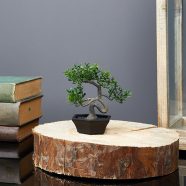   Műnövény dekoráció - bonsai - 10 x 13 cm                                                              BX11856